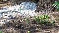 Bower-bird-nest-in-Mt-Isa