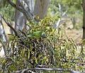 CloncurryRingneck