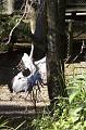 DancingBrolga