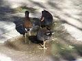 DuskyMoorhen