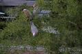 Galah'sinthebackyard