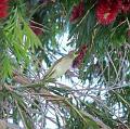 Grey-frontedHoneyeater_2