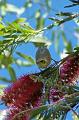 Grey-frontedHoneyeater_3