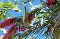 Grey-frontedHoneyeater_4