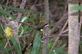 Lewin'sHoneyeater