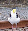 MaskedLapwing