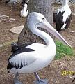 Pelicanenclosure