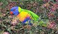 RainbowLorikeetatShazzas