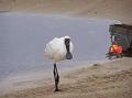 RoyalSpoonbill