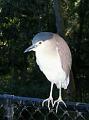 Rufousnight-Heron