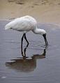 Spoonbillfeeding