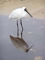 Spoonbillreflection