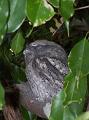 TawnyFrogmouth