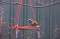 Tom'srainbowlorikeets_2