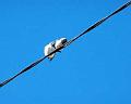 White-breastedWoodswallow's