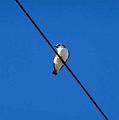 White-breastedWoodswallow