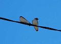 White-breastedWoodswallowduo