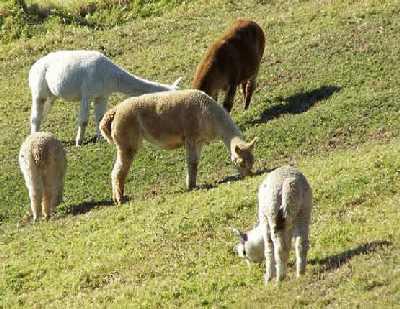 Alpaca-farm-stock.jpg