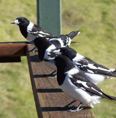 Birds-in-a-row.jpg