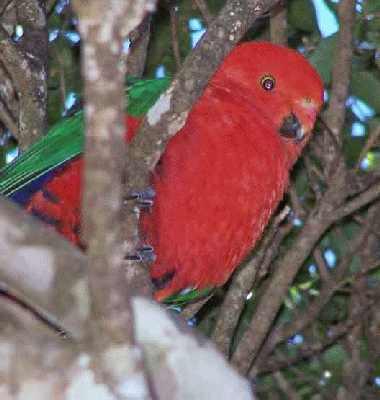 Crimson-Rosella-in-tree.jpg