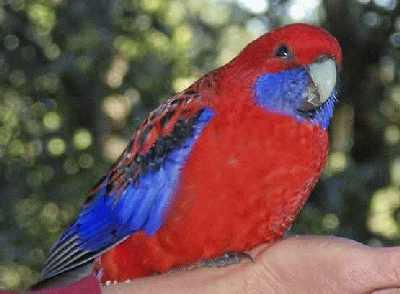 Crimson-Rosella.jpg