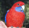 Crimson-Rosella-in-hand