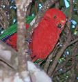 Crimson-Rosella-in-tree