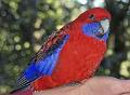 Crimson-Rosella