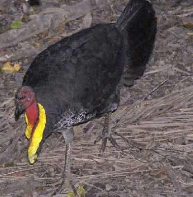 Bush-turkey.jpg