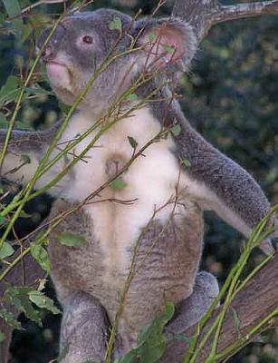 Koala-tummy.jpg