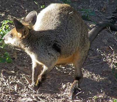 Wallaby.jpg