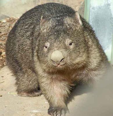 Wombat_2.jpg