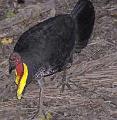 Bush-turkey