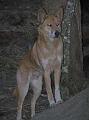 Dingo_3