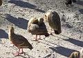 Ducks-close-up