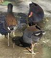 Dusky-Moorhen