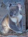 Koala-on-ground