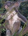 Koala-tummy
