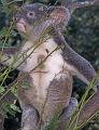 Koala-tummy
