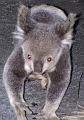 Koala-walking_2