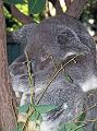 Koala_12