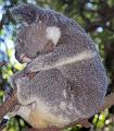 Koala_4