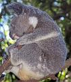 Koala_4