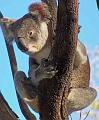 Koala_8