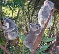 Koalas