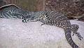 Lace-moniter-lizards
