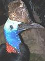 Southern-Cassowary