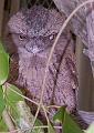 Tawny-Frogmouth-in-tree