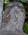 Tawny-Frogmouth