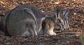 Wallabies
